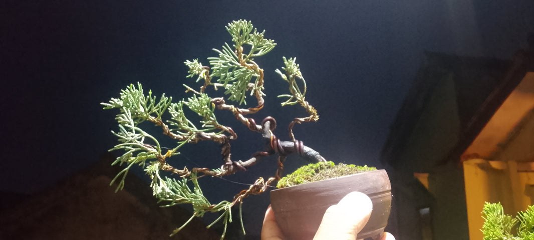 Bonsai juniperus blue chinensis (Risman Arisandi)