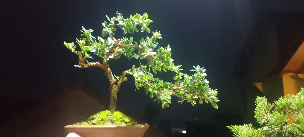 Bonsai serissa foetidia var (Risman Arisandi)