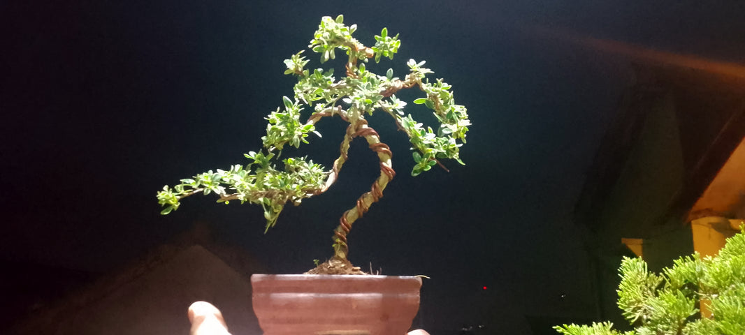 Bonsai serissa foetidia var (Risman Arisandi)