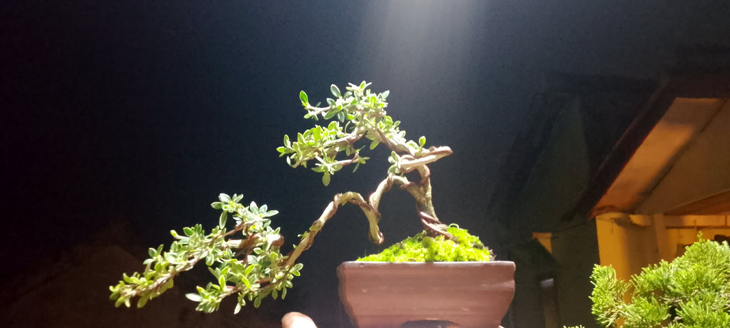 Bonsai serissa foetidia variegata (Risman Arisandi)