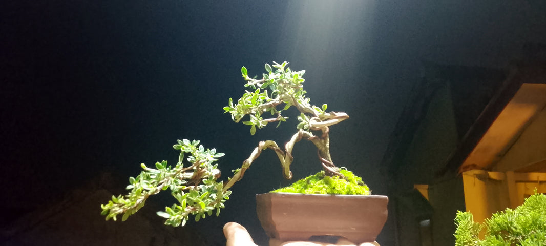Bonsai serissa foetidia variegata (Risman Arisandi)