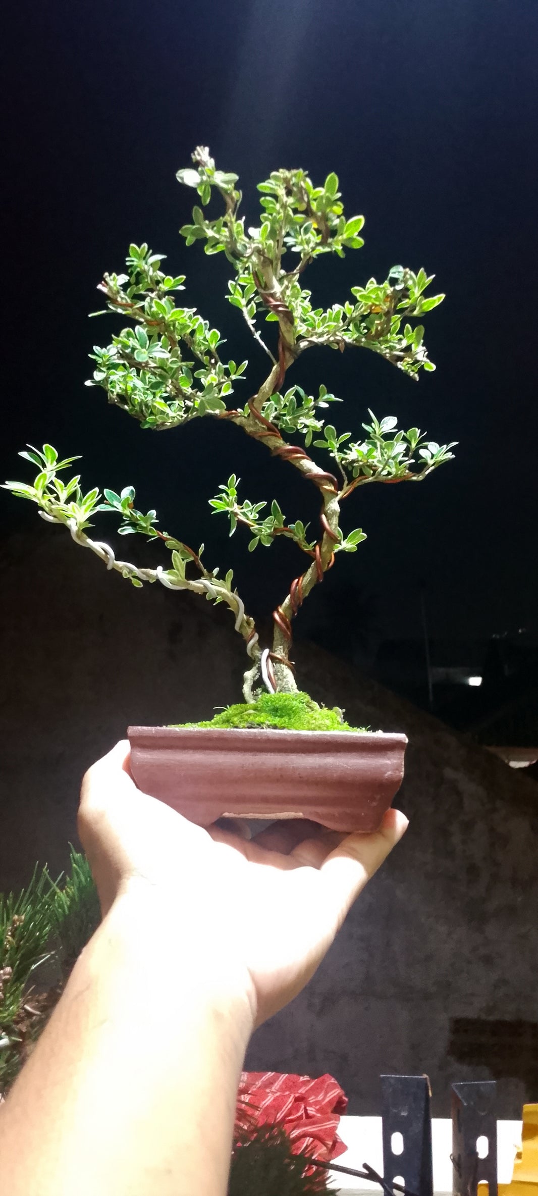 Bonsai serissa foetidia variegata (Risman Arisandi)