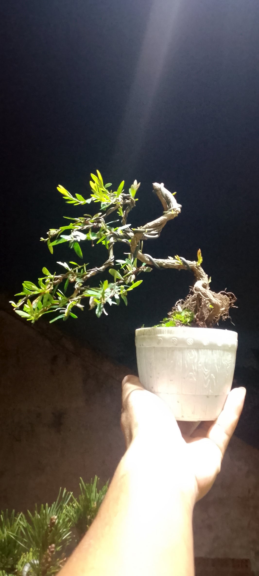 Bonsai phylantus neruri (Risman Arisandi)