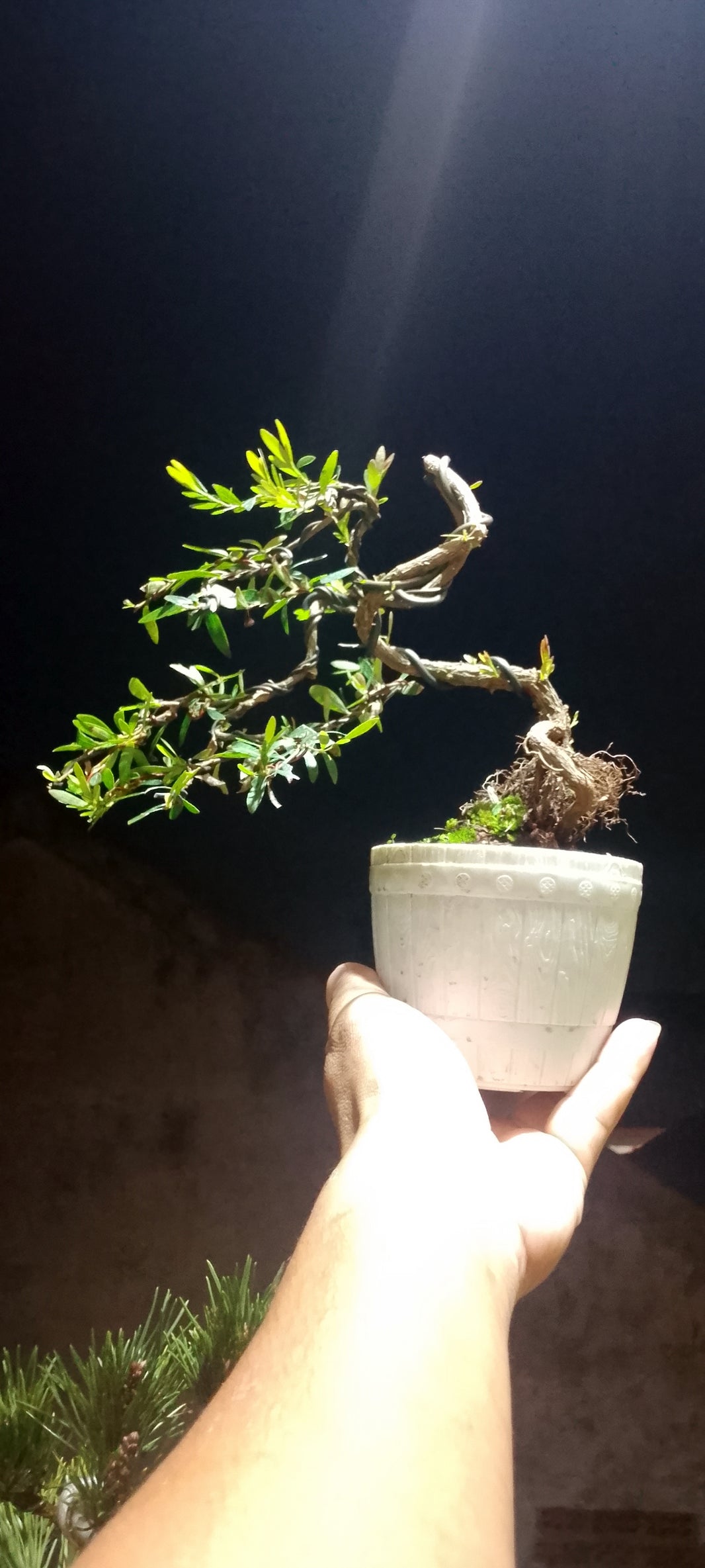 Bonsai phylantus neruri (Risman Arisandi)