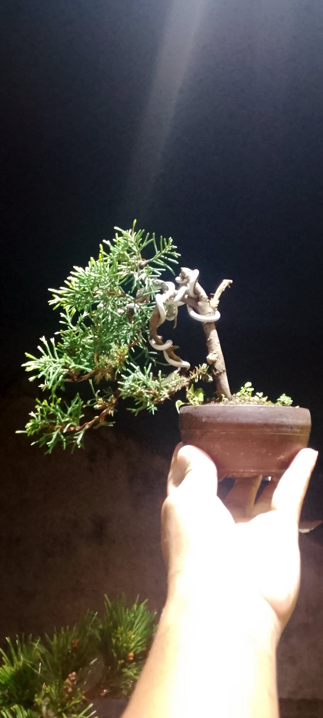 Bonsai juniperus rigida (Risman Arisandi)