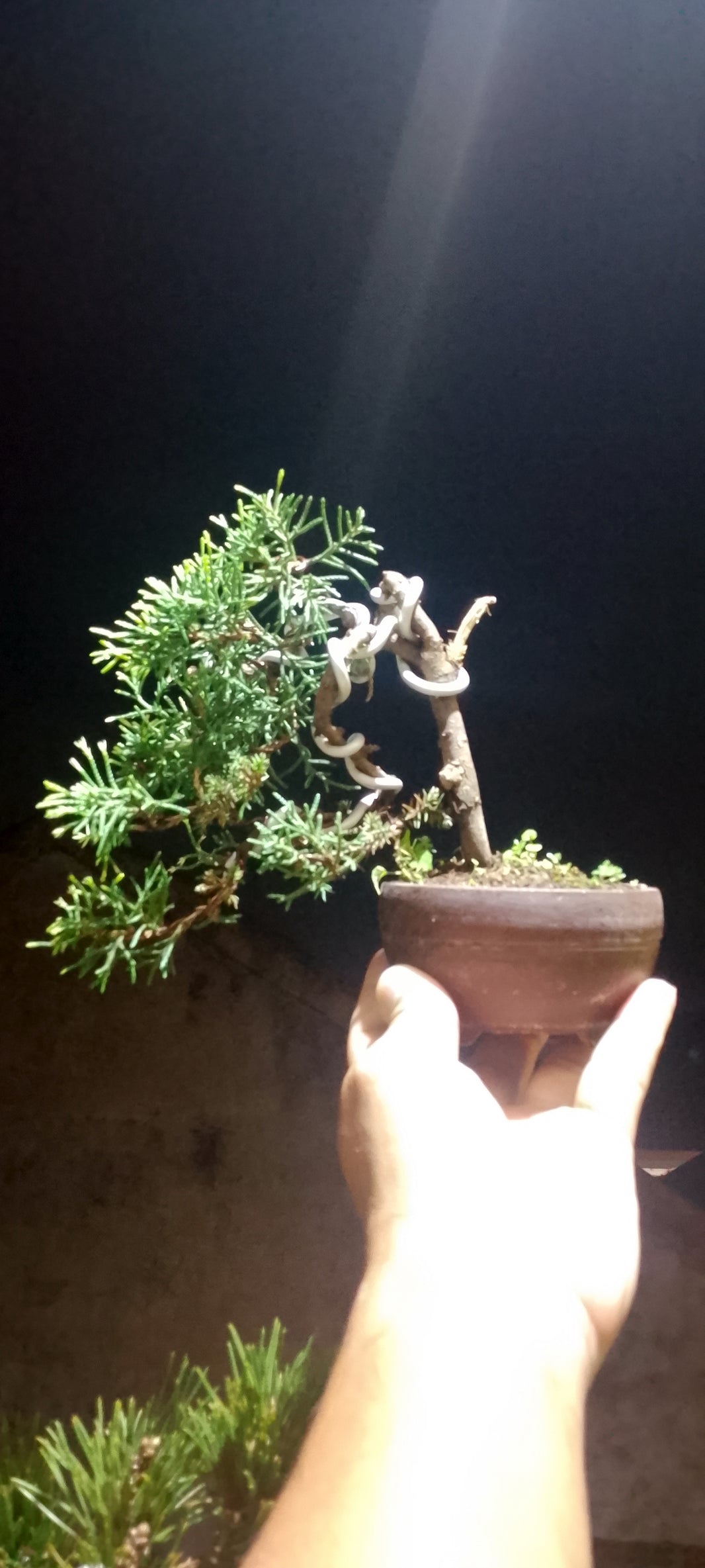 Bonsai juniperus rigida (Risman Arisandi)