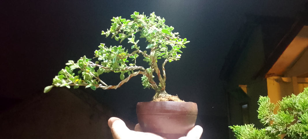 Bonsai serissa foetidia variegata (Risman Arisandi)