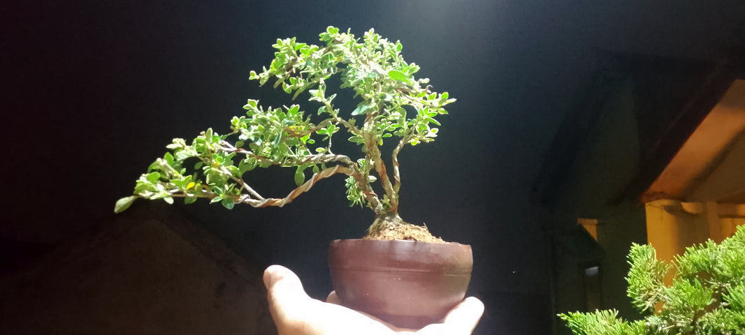 Bonsai serissa foetidia variegata (Risman Arisandi)