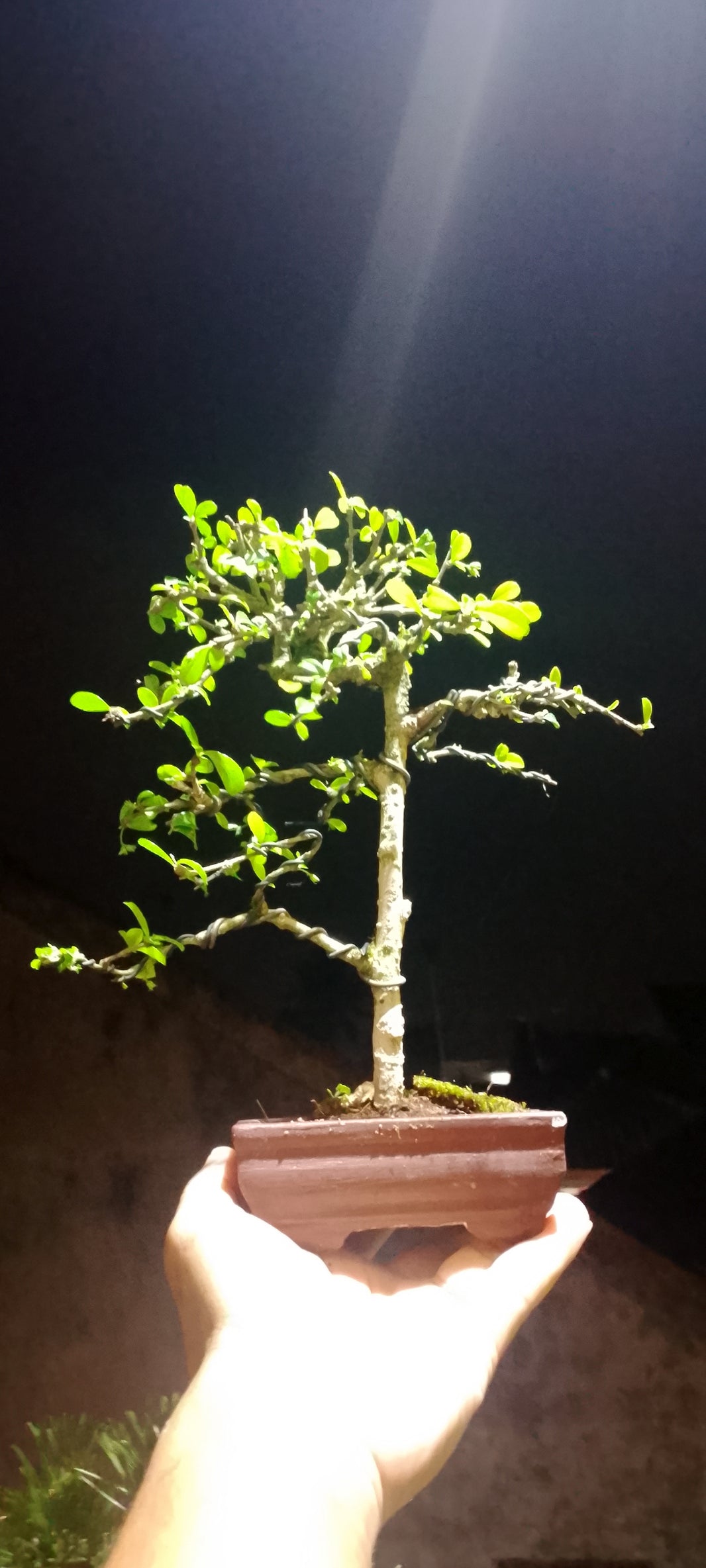 Bonsai fukiantea (Risman Arisandi)