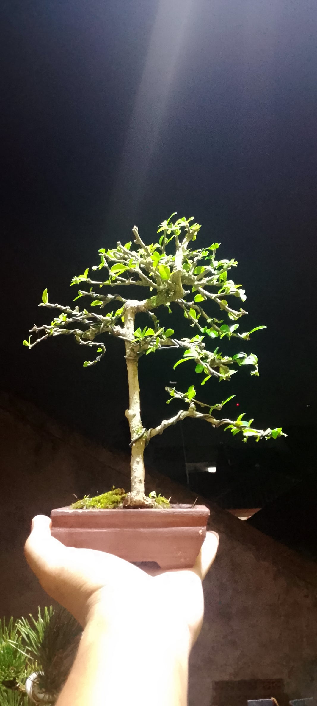 Bonsai fukiantea (Risman Arisandi)