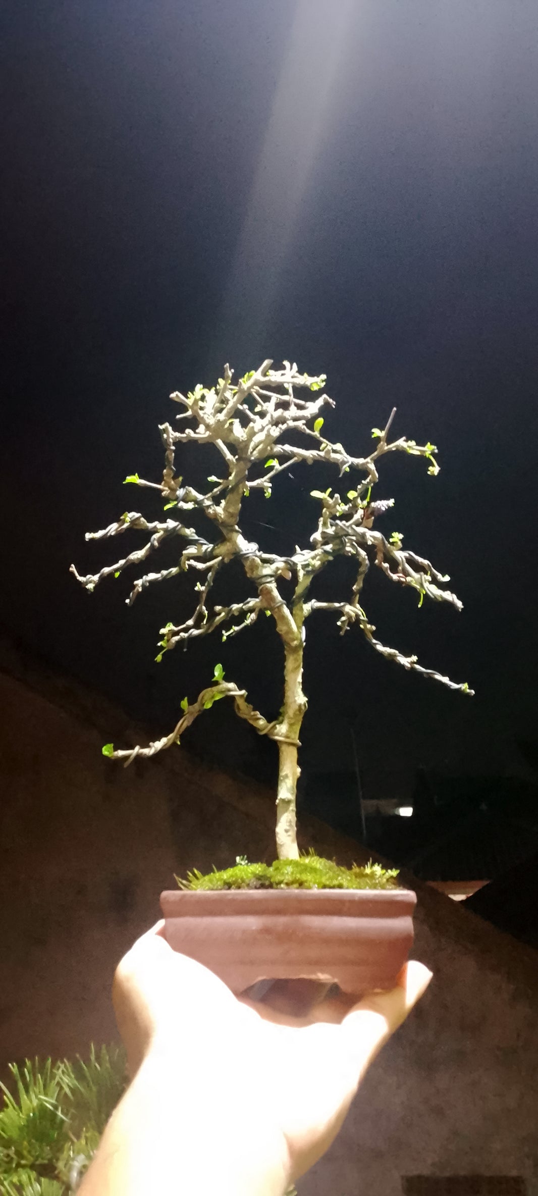 Bonsai fukiantea (Risman Arisandi)