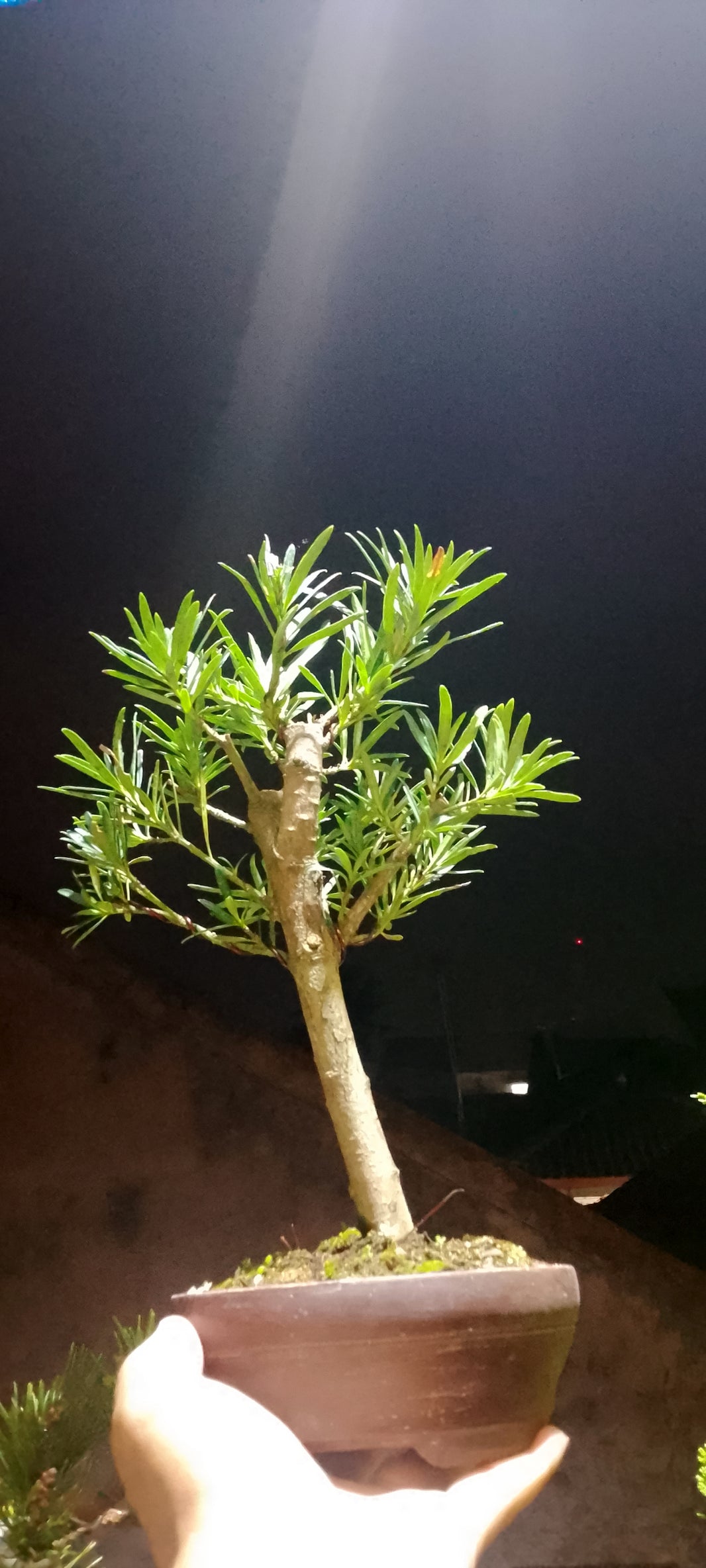 Bonsai lohansung (Risman Arisandi)