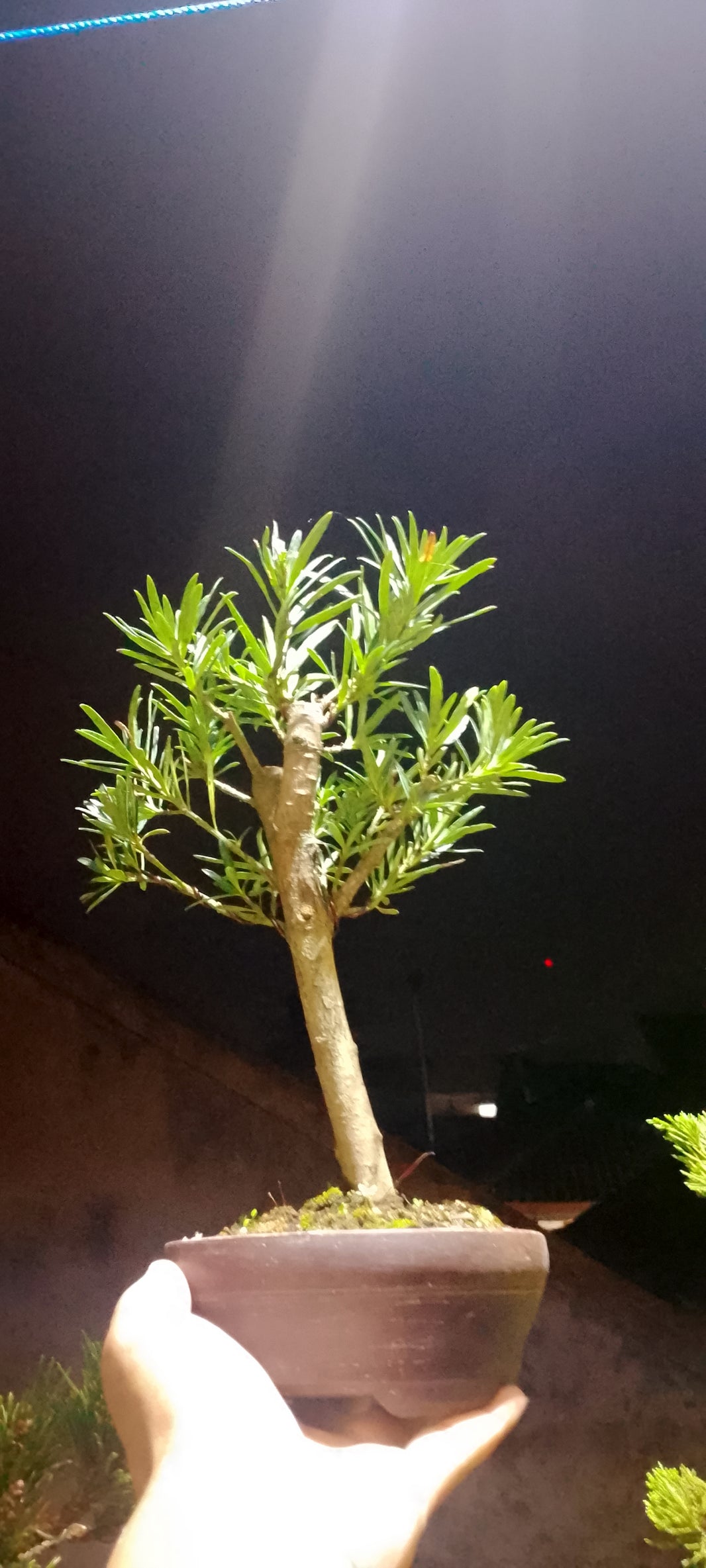 Bonsai lohansung (Risman Arisandi)