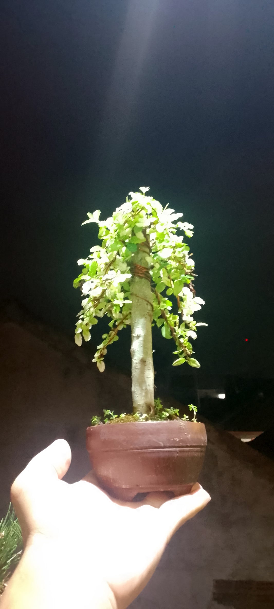 Bonsai golden legistrum (Risman Arisandi)