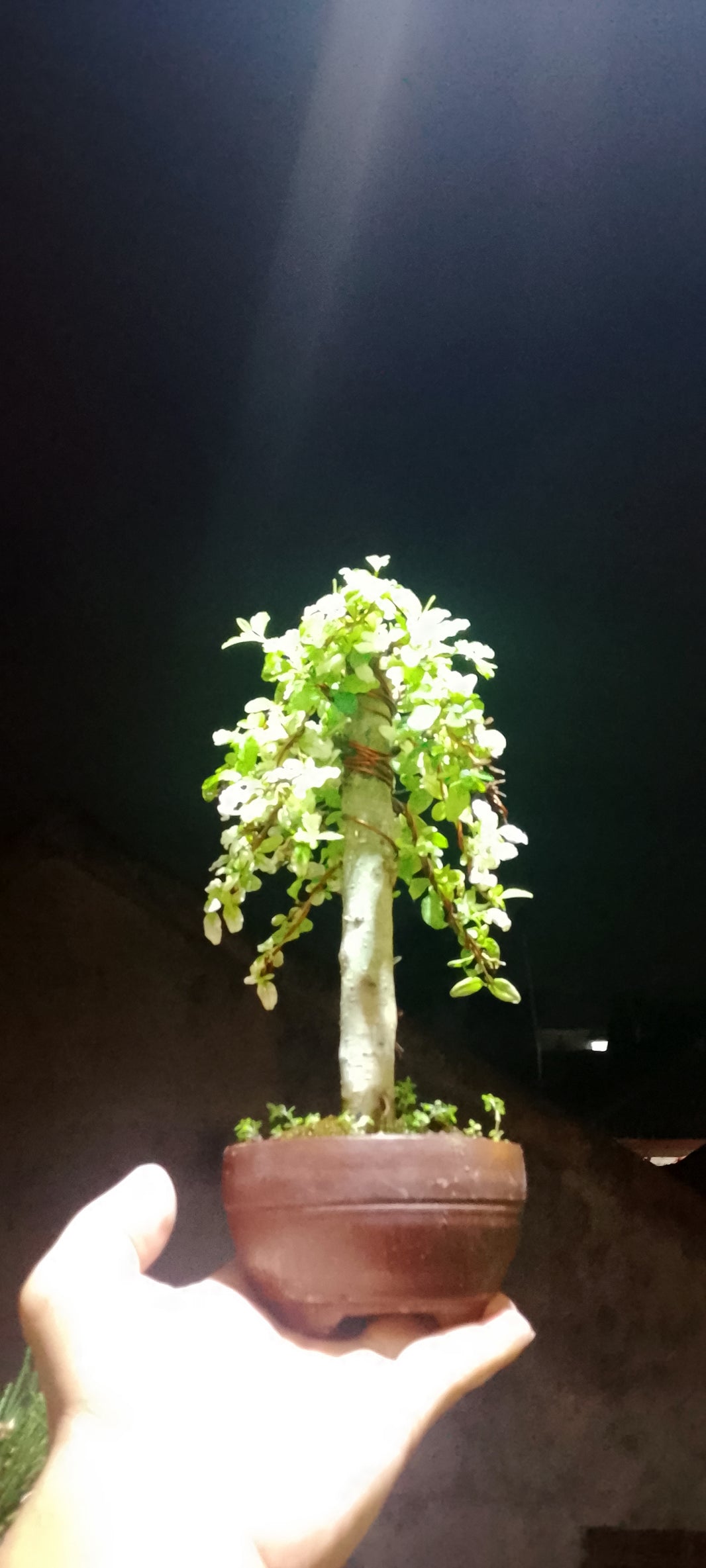 Bonsai golden legistrum (Risman Arisandi)