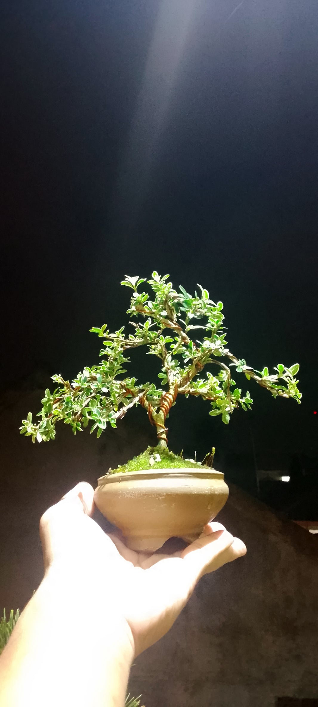 Bonsai serissa foetidia variegata (Risman Arisandi)
