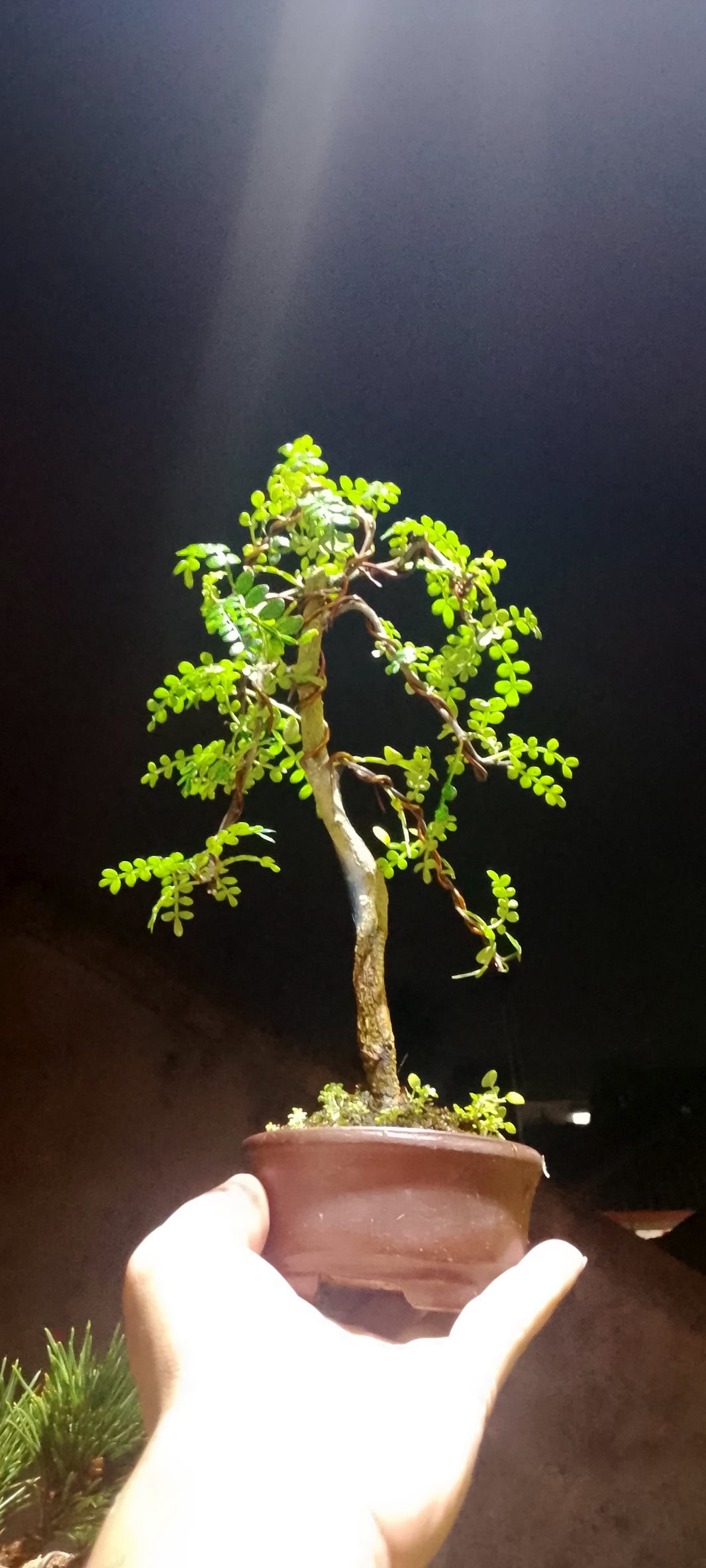 Bonsai Zanthoxylum (Risman Arisandi)