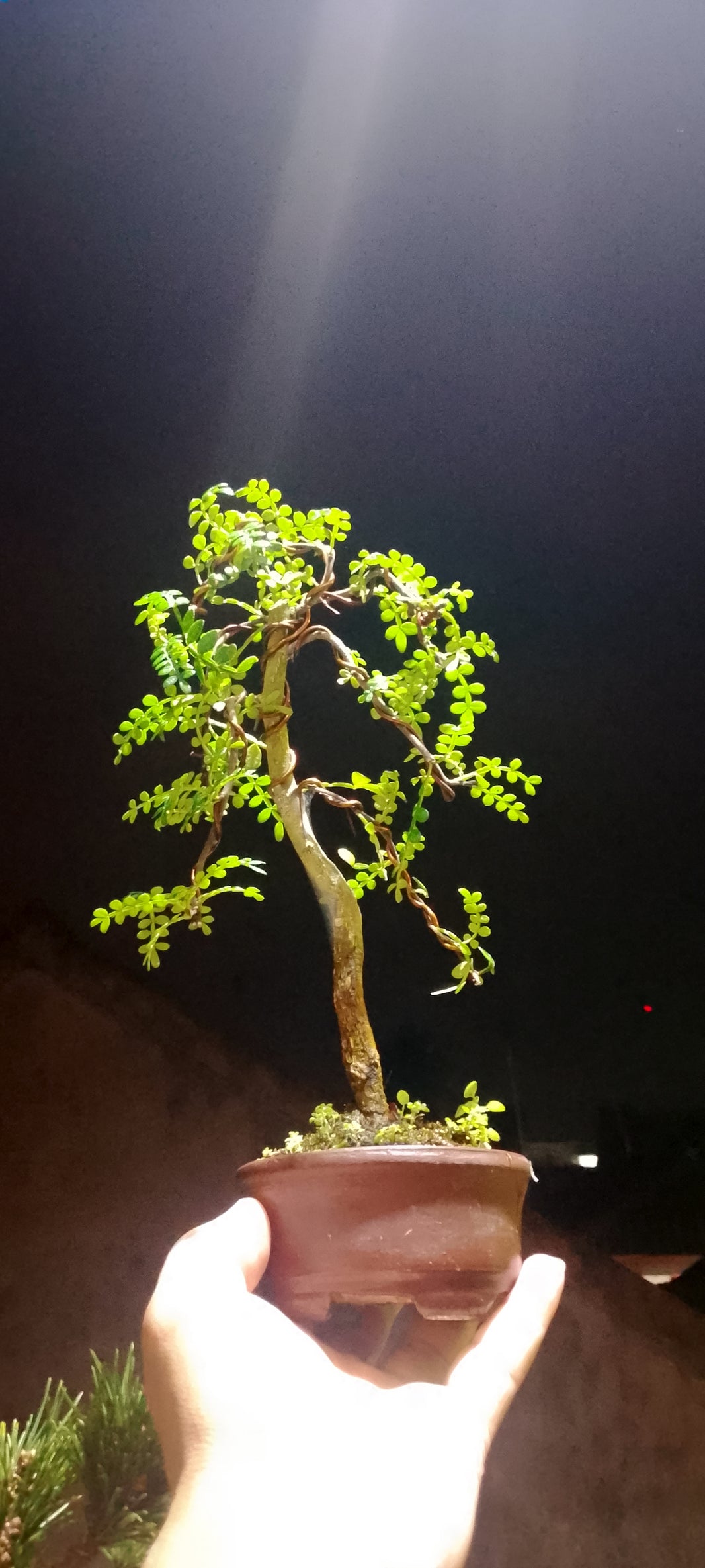Bonsai Zanthoxylum (Risman Arisandi)