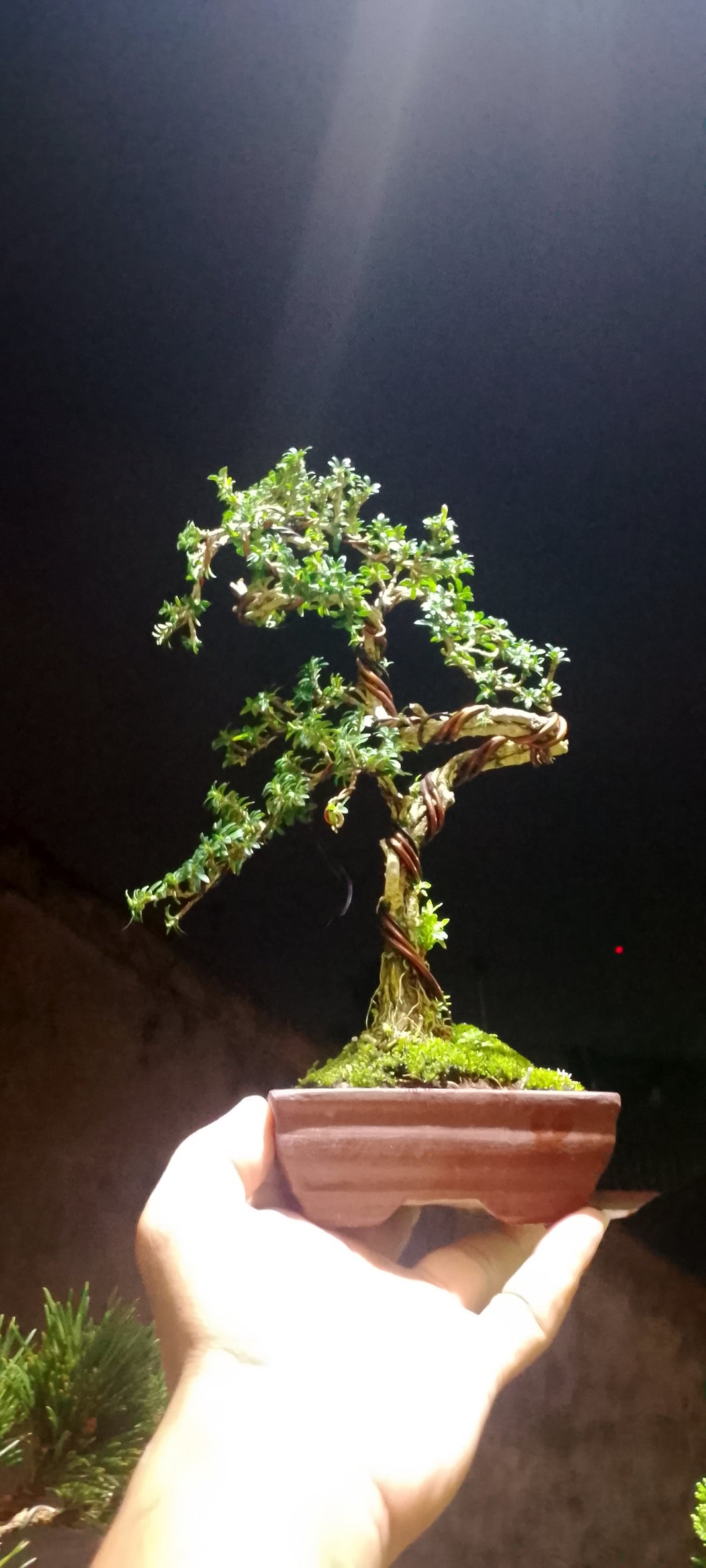 Bonsai serissa micro (Risman Arisandi)