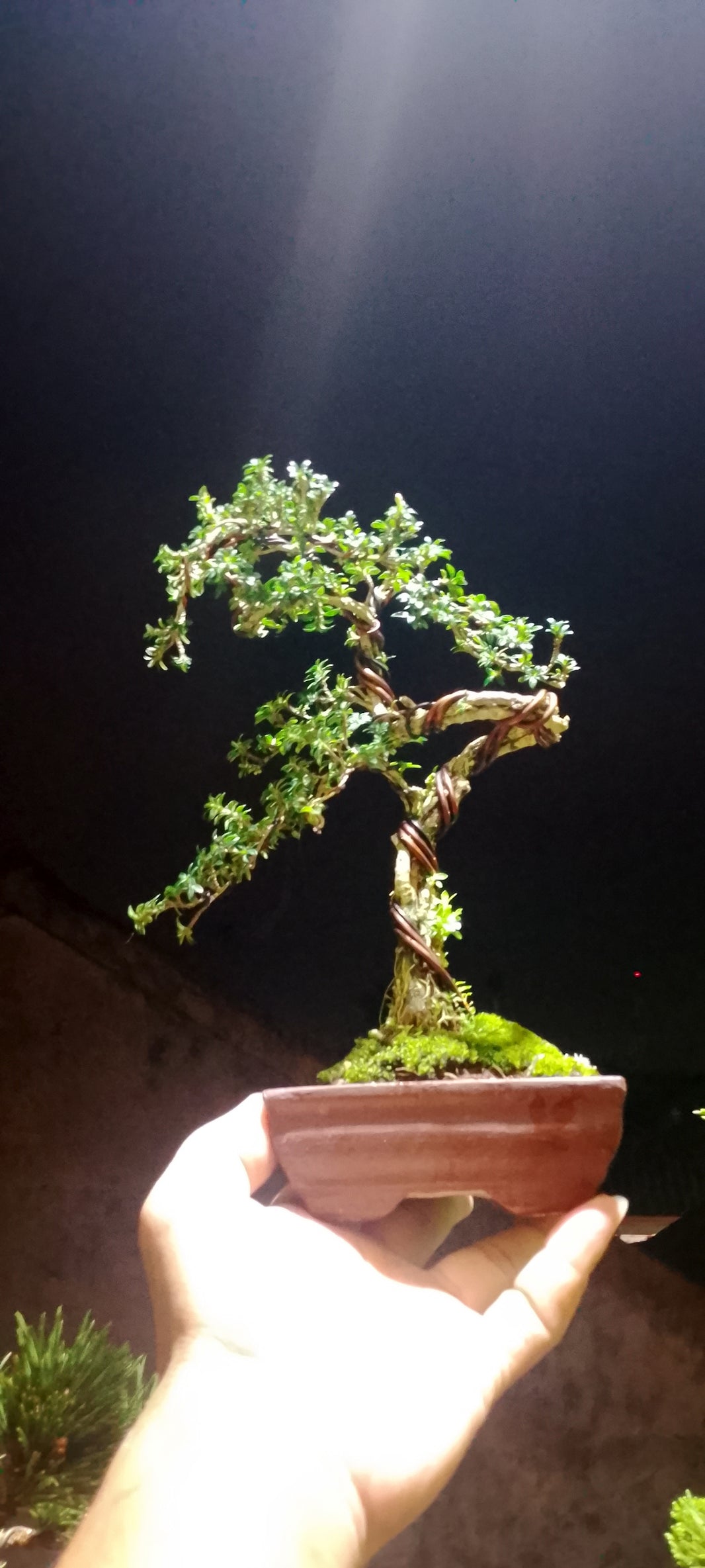 Bonsai serissa micro (Risman Arisandi)