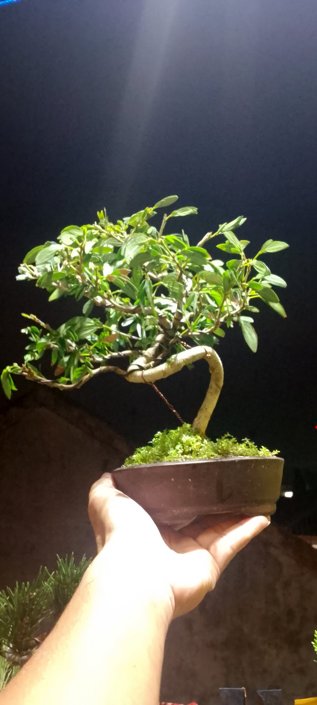 Bonsai Kaliandra spinosa (Risman Arisandi)