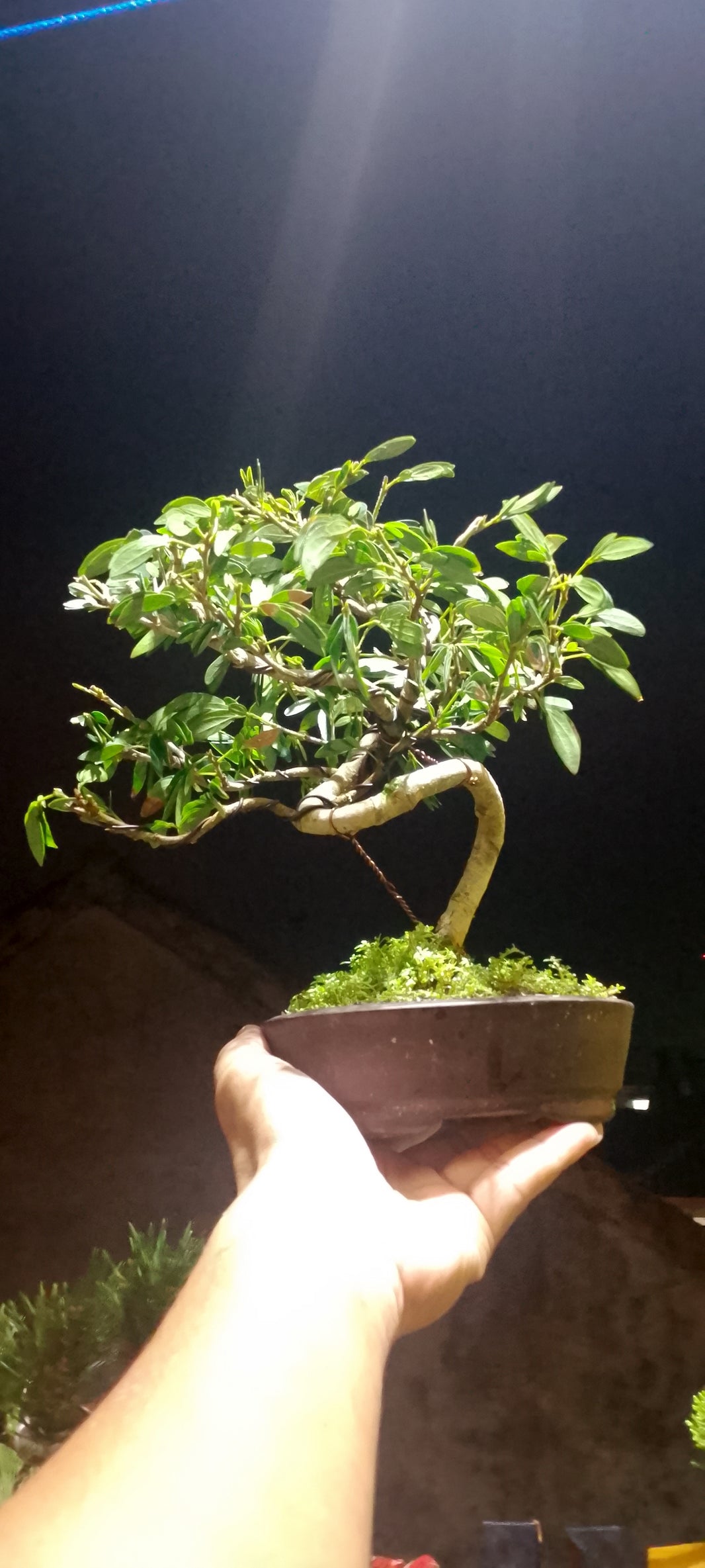 Bonsai Kaliandra spinosa (Risman Arisandi)