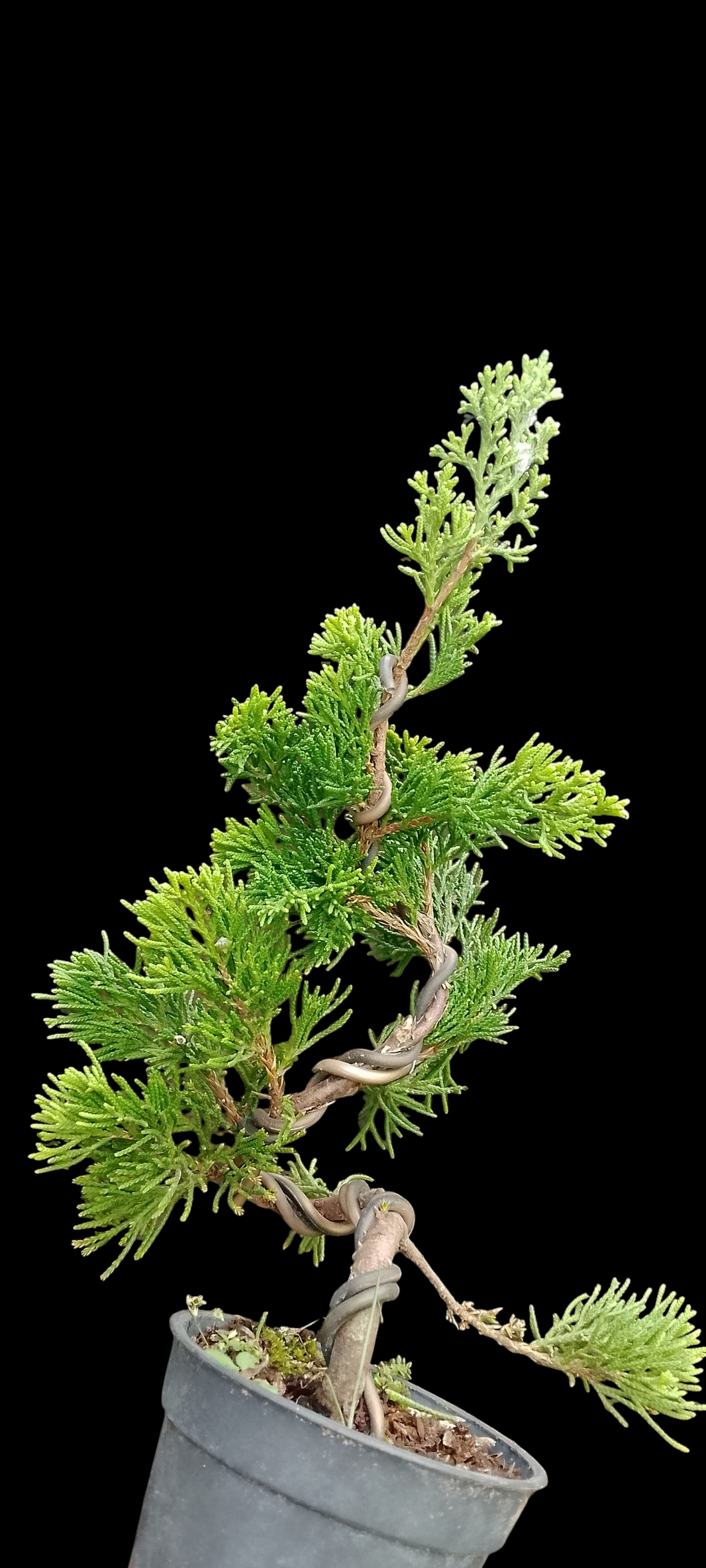 Bonsai juniperus chinensis