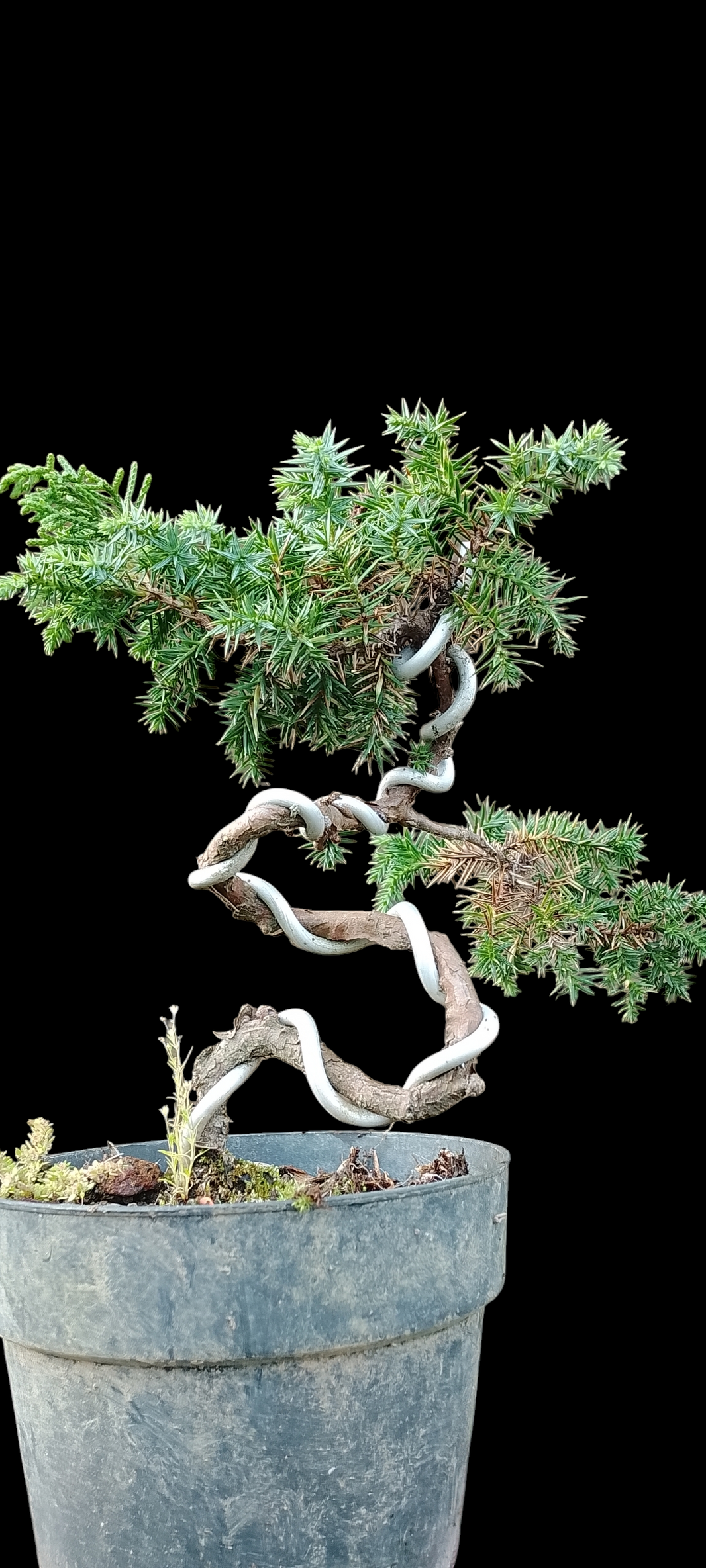 Bonsai juniperus rigida (Risman Arisandi)