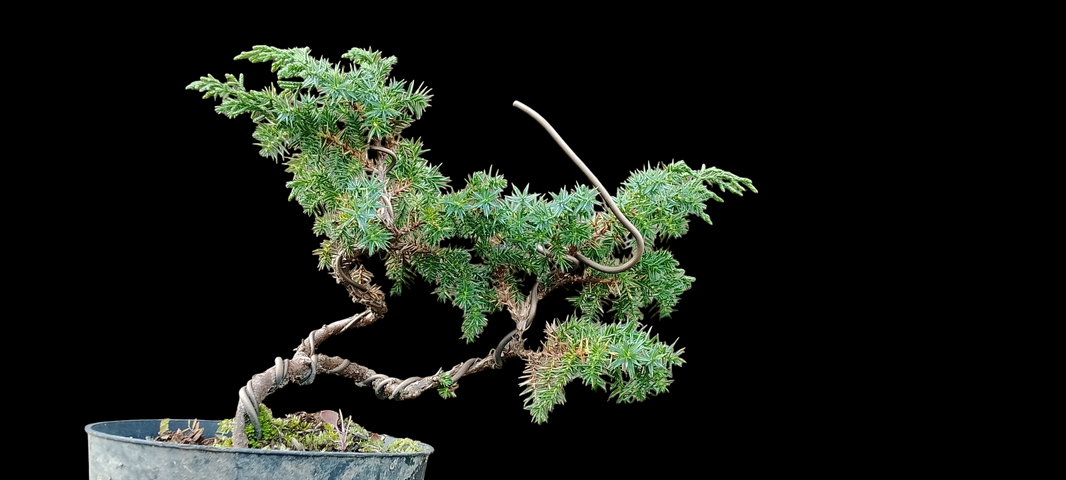 Bonsai juniperus rigida (Risman Arisandi)
