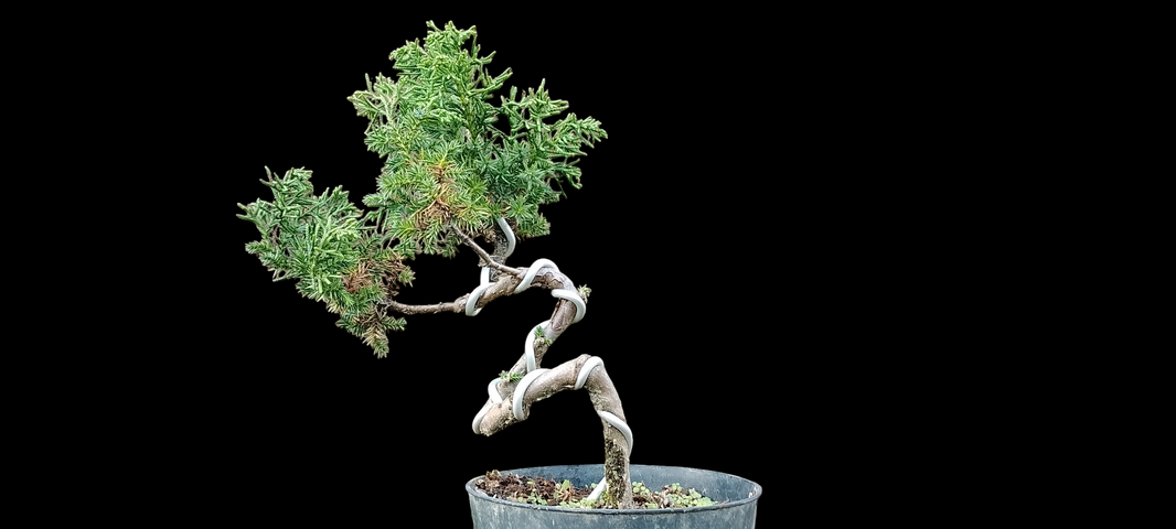 Juniperus rigida (Risman Arisandi)