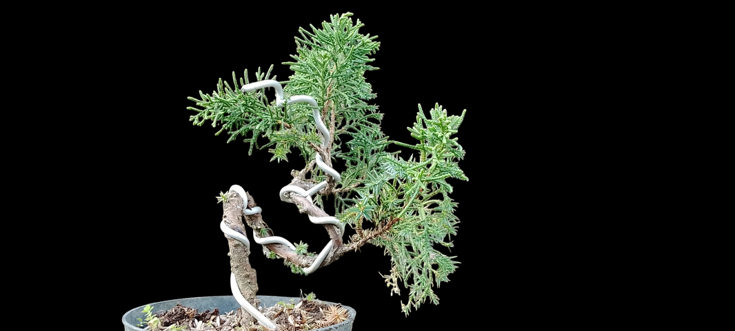 Bonsai juniperus rigida (Risman Arisandi)