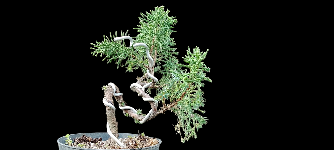 Bonsai juniperus rigida (Risman Arisandi)
