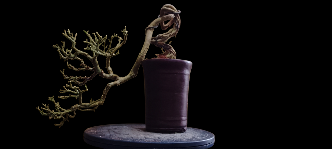 Bonsai cudrania cochinchinensischinchinensis