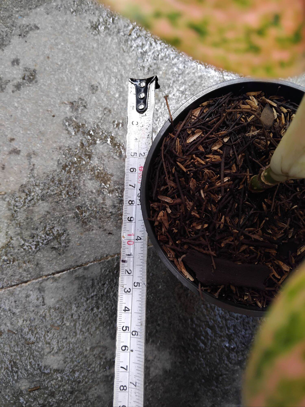 Aglonema Widuri Oren Live Plant