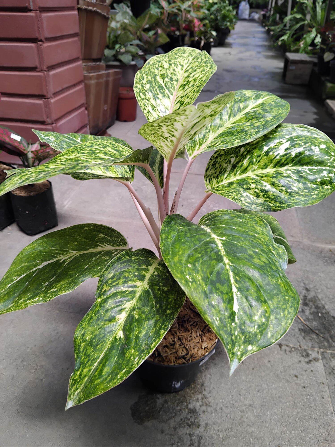 Aglonema Striptise Putih Live Plant