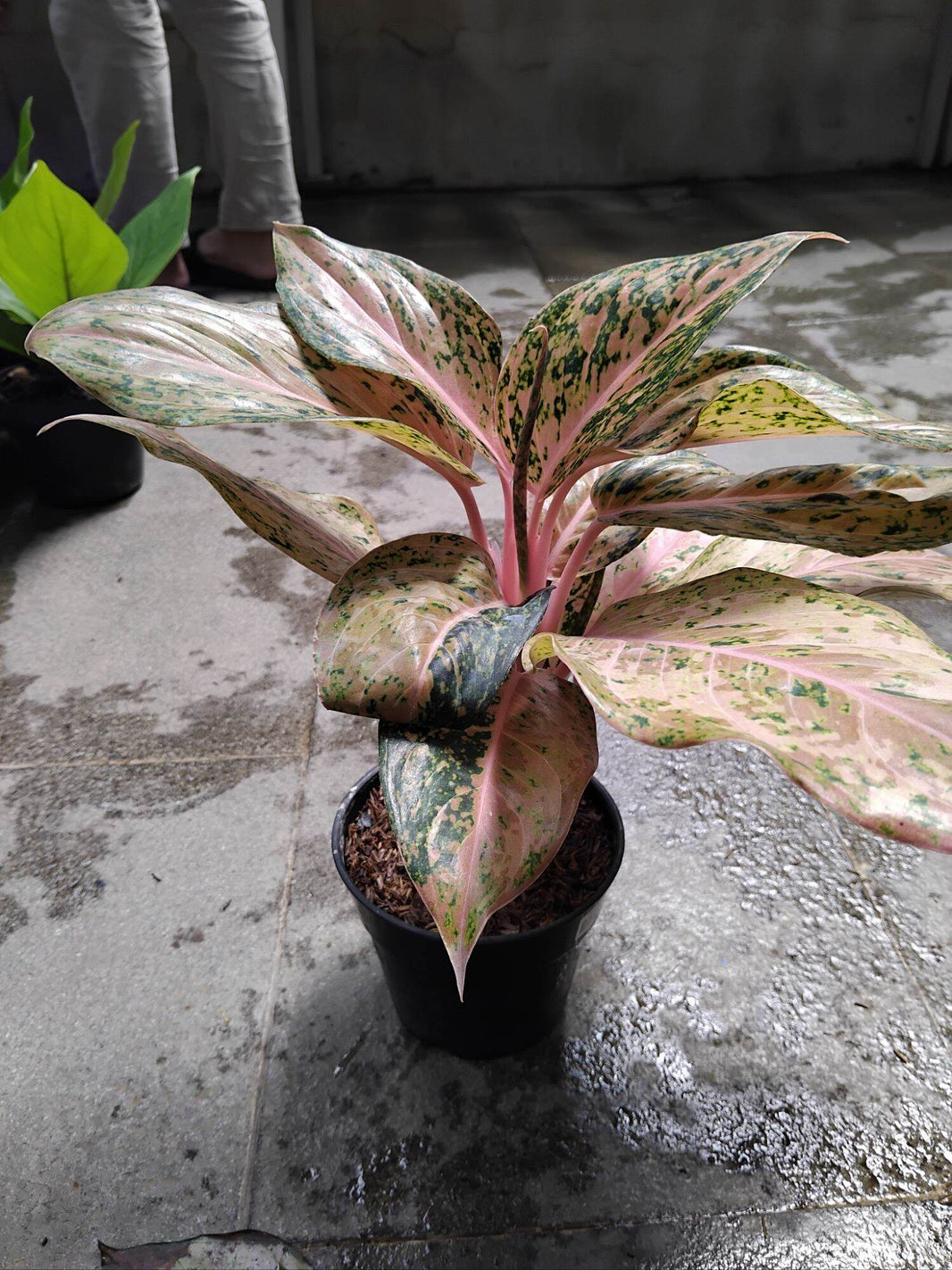 Aglonemera Golden Boy Live Plant