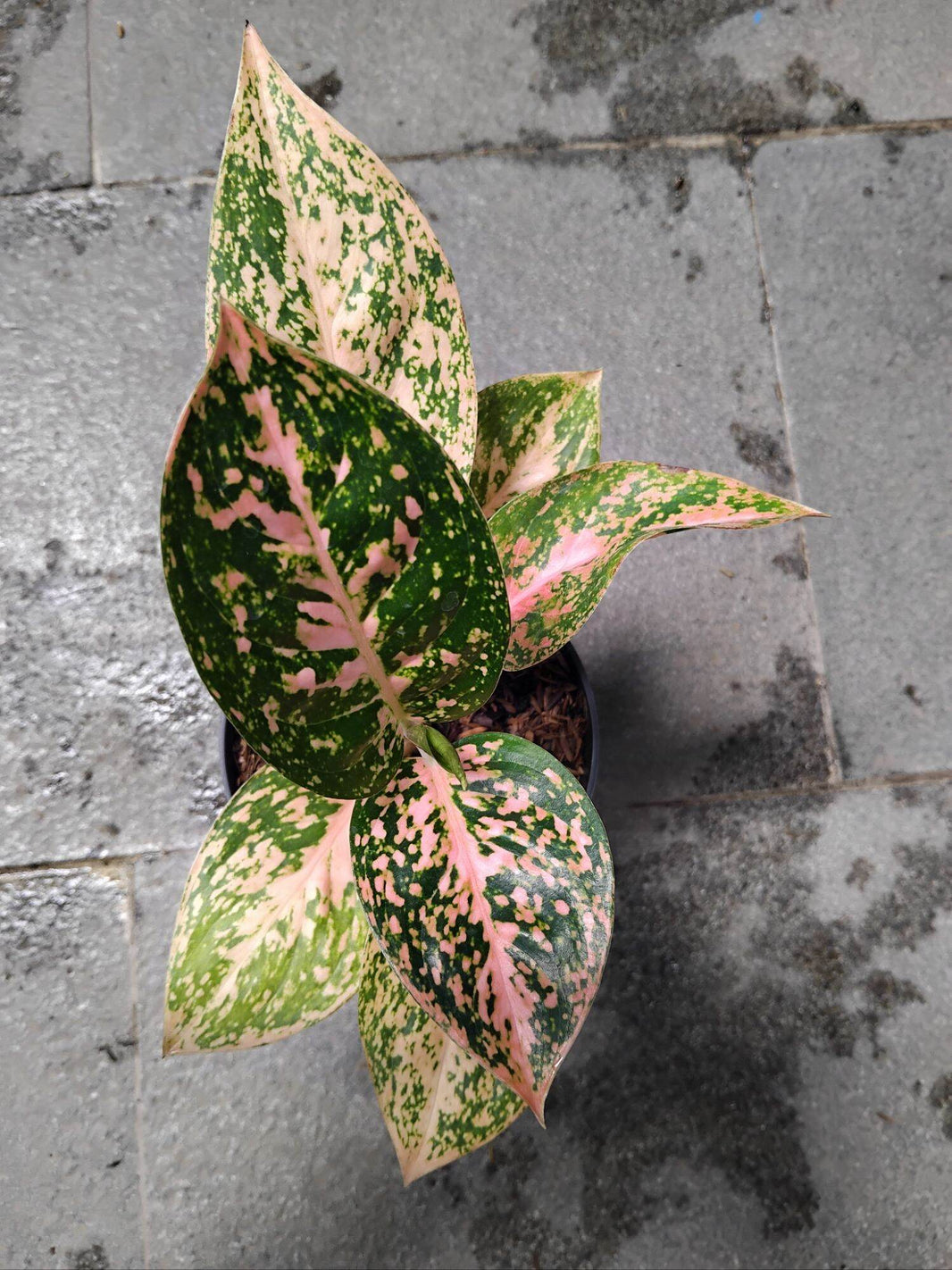 Aglonema Stardust Oren Live Plant