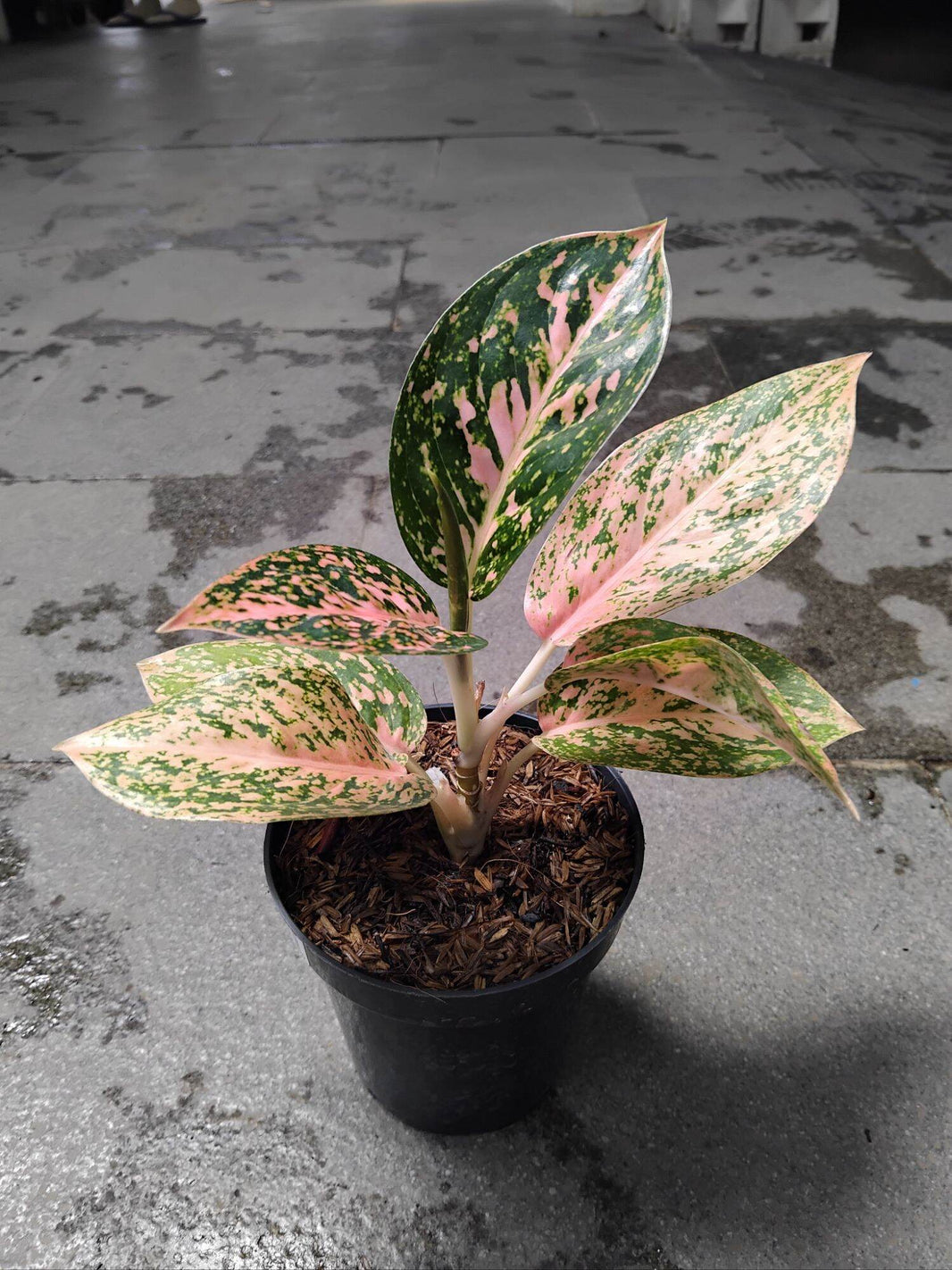 Aglonema Stardust Oren Live Plant