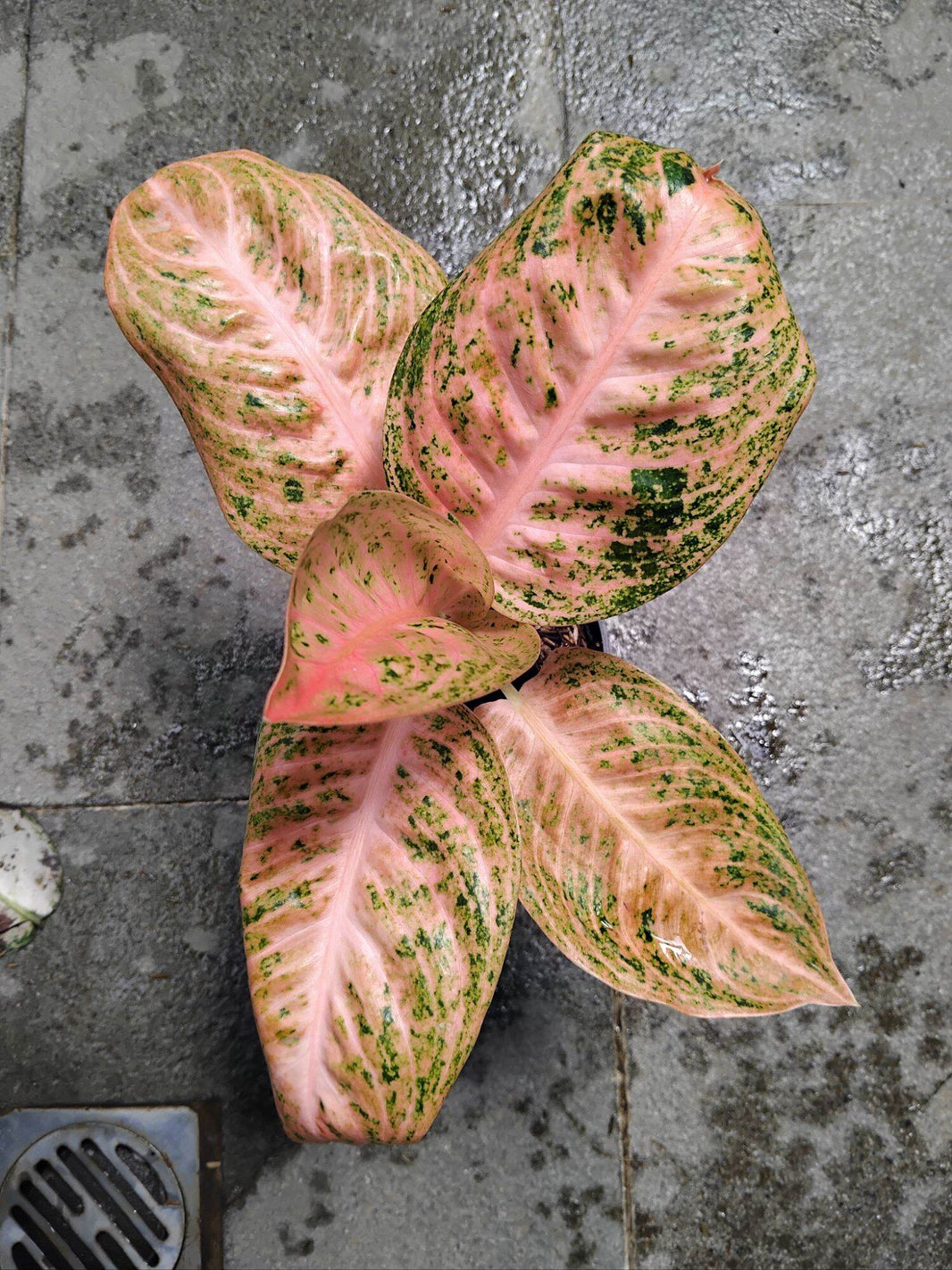 Aglonema Widuri Oren Live Plant