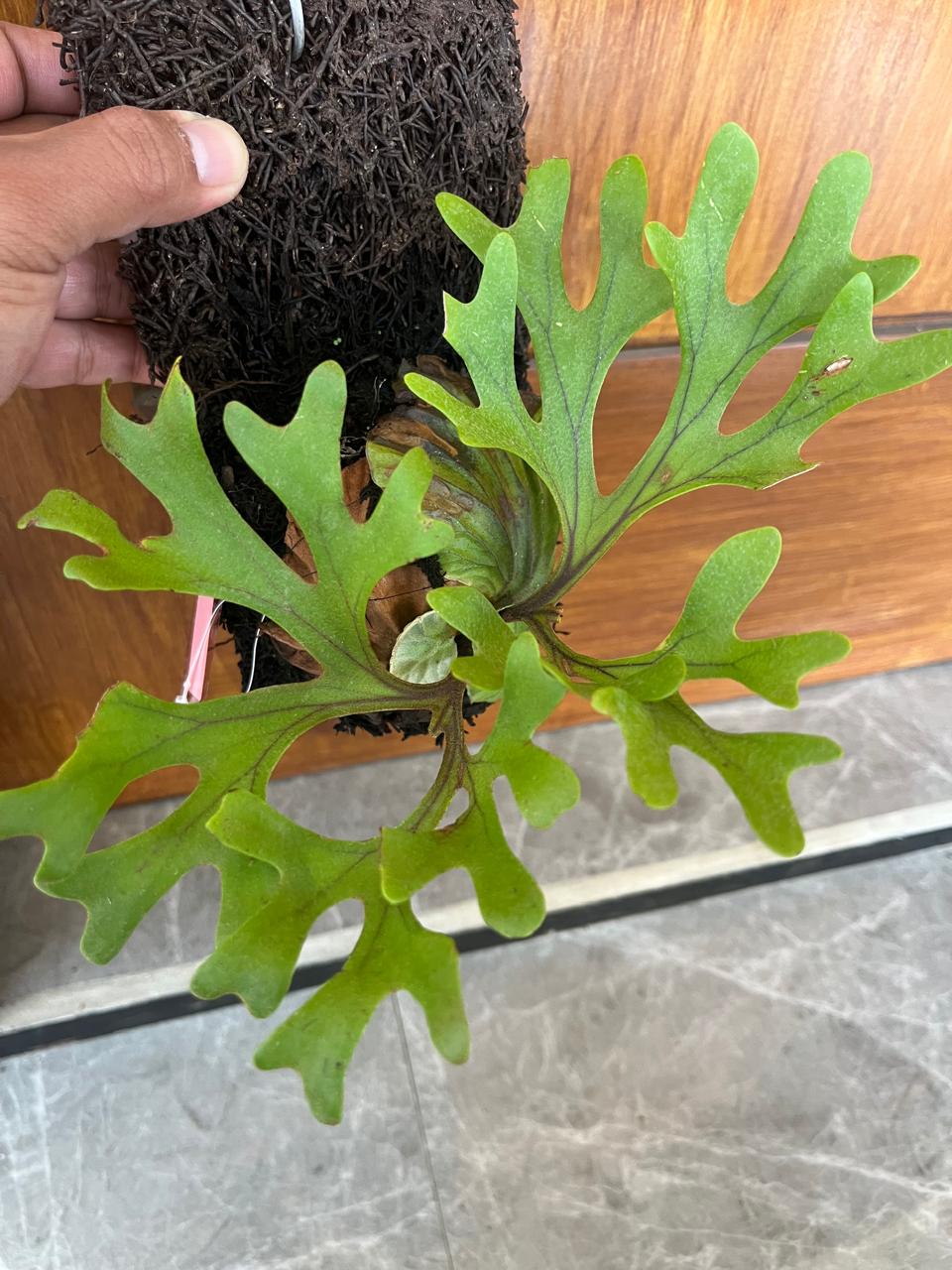 Platycerium Ridleyi