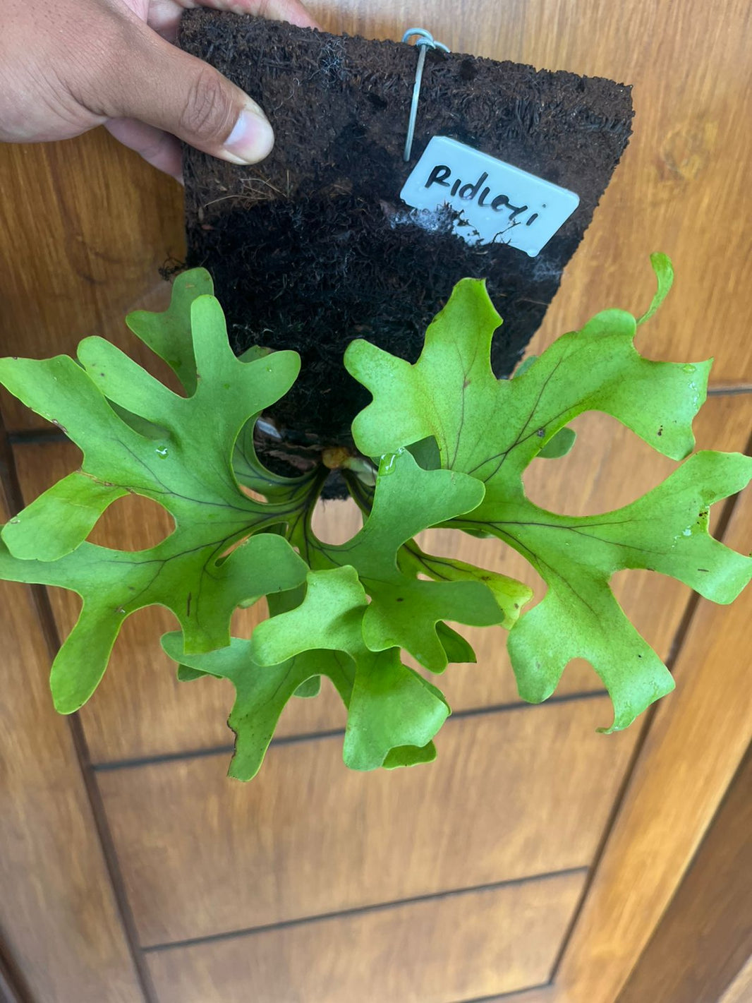 Platycerium Redleyi Reserved