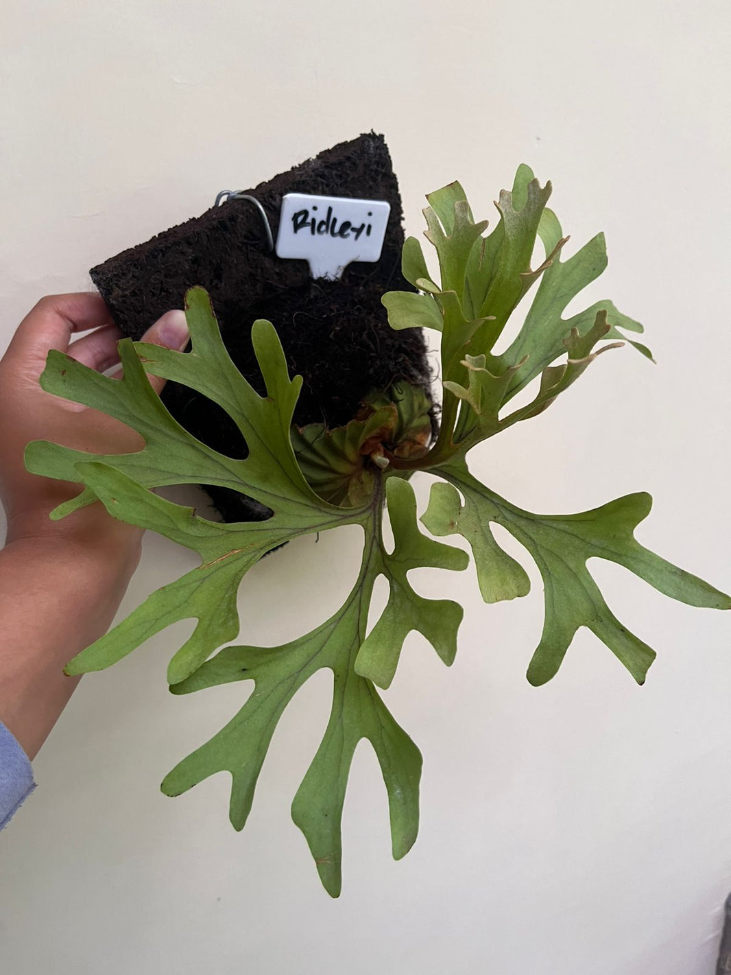 Platycerium Redleyi Reserved