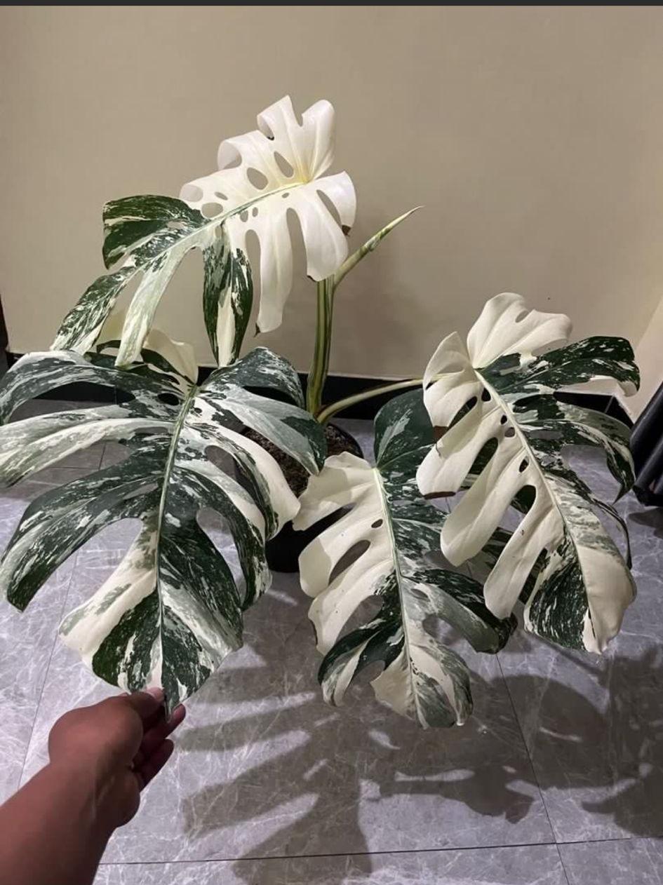 Monstera Reserved