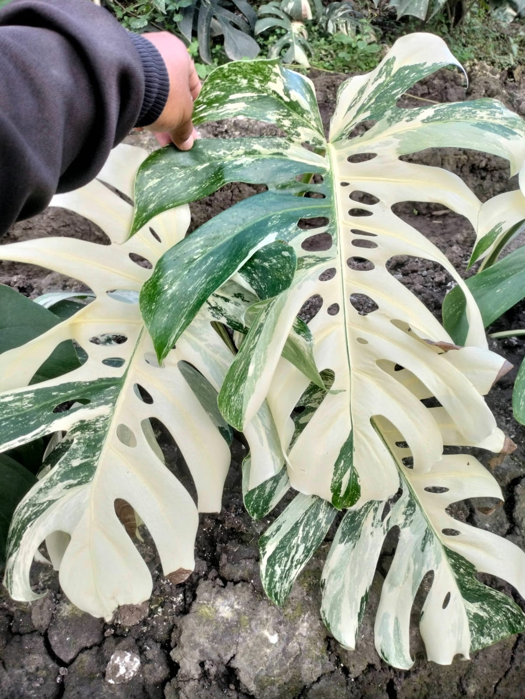 Monstera albo Reserved