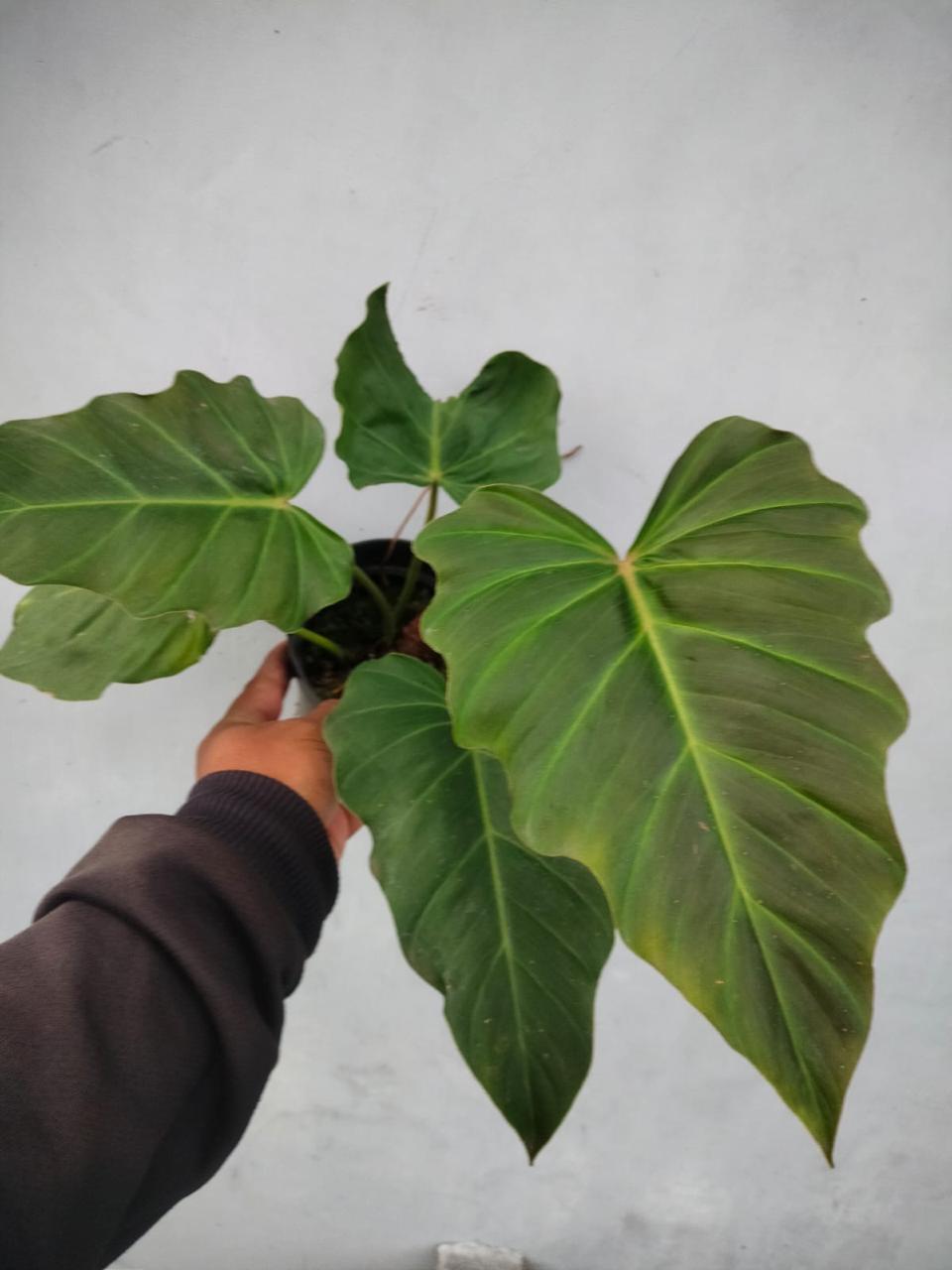 Philodendron corsinianum Reserved