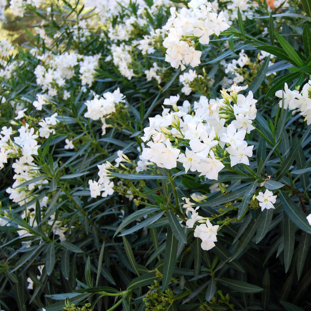 Nerium Oleander White (Nerium indicum) -  - Pokok Oleander Putih - सफेद ओलियंडर पौधा Nerium Oleander – White Blooms, Heat-Tolerant, Evergreen Shrub, Fast Growing, Balcony or Garden LIVE PLANT