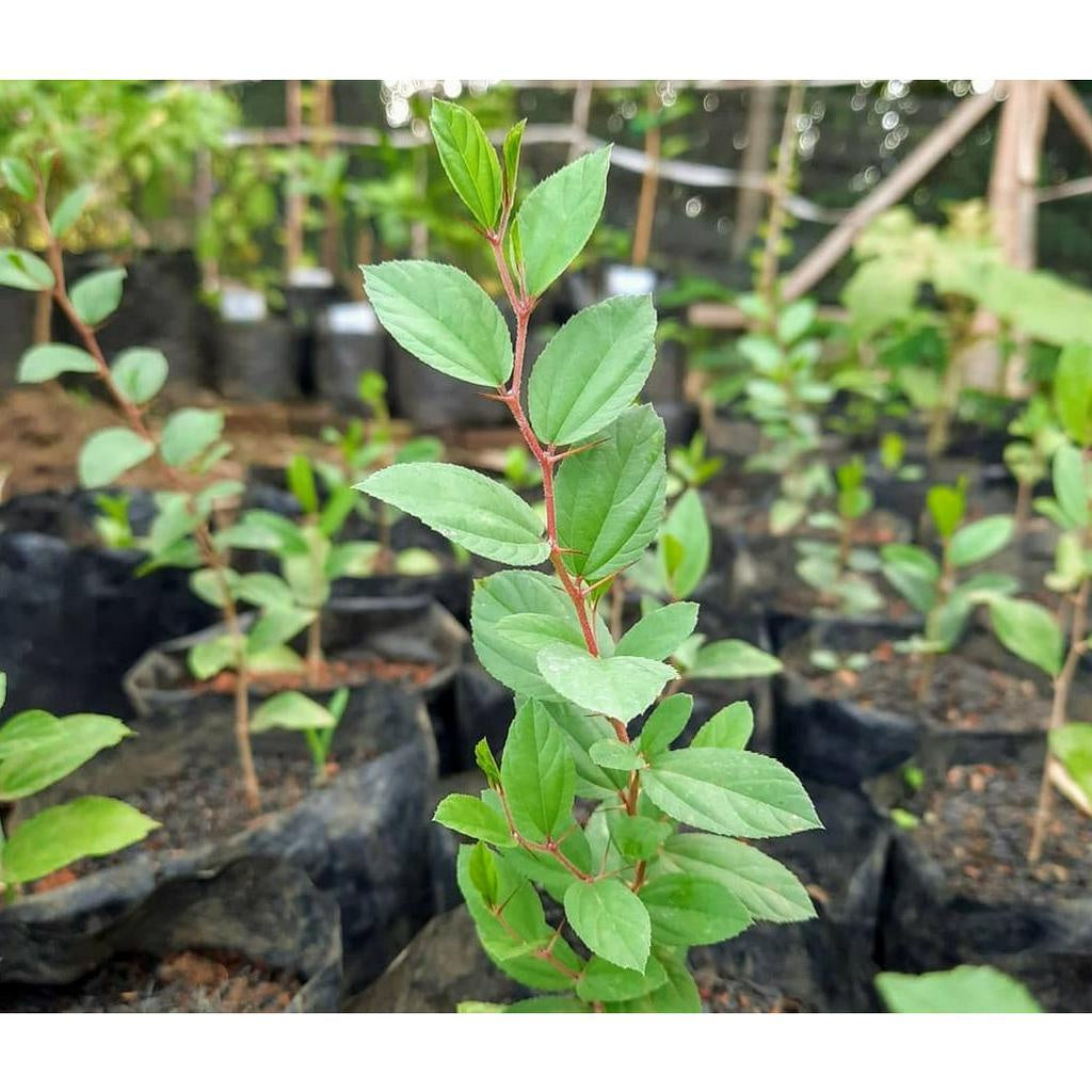 Sindo - Arabian Bidara, Your Great Garden Companion