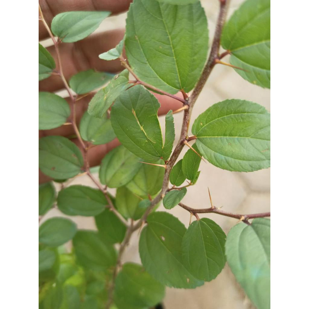 Sindo - Arabian Bidara, Your Great Garden Companion