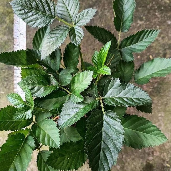 Blackberry (Rubus fruticosus) -  - Pokok Blackberry - ब्लैकबेरी पौधा Blackberry – Sweet & Tangy Juicy Berries, High in Antioxidants, Compact Fruiting Vine, Urban Garden Favorite LIVE PLANT