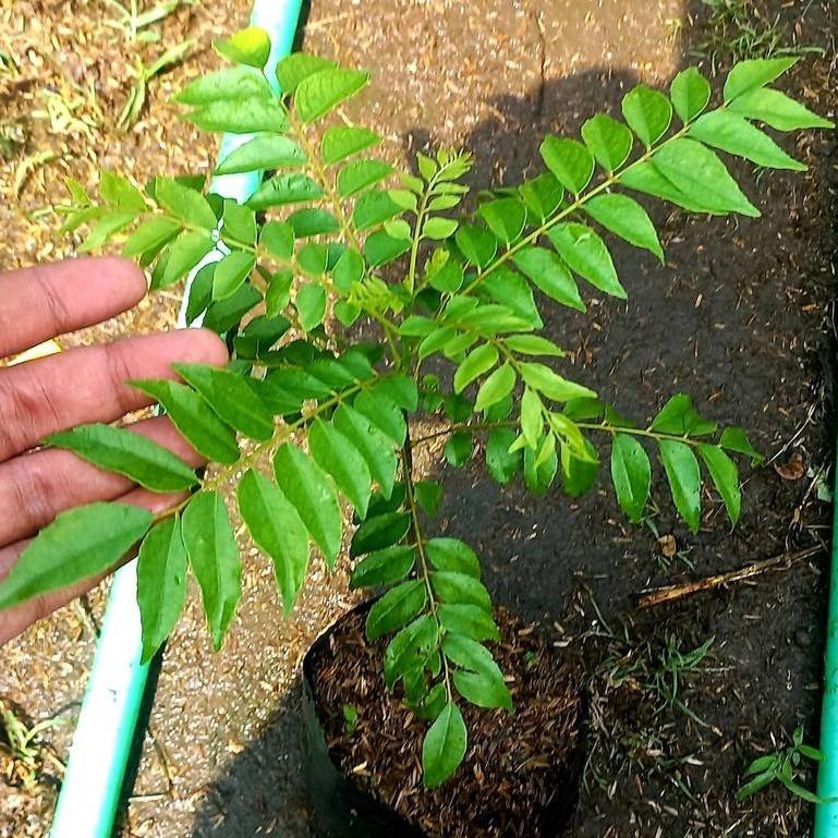 Curry Leaves (Murraya koenigii) -  - Pokok Daun Kari - करी पत्ता पौधा Curry Leaf Plant – Aromatic Herb, Culinary Essential, Fast Growing, Tropical Garden, Edible Leaf LIVE PLANT